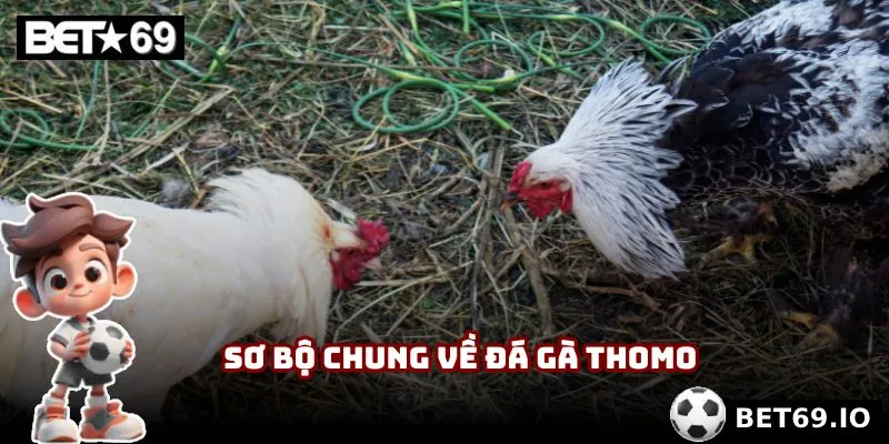 Đá gà Thomo | Tranh Tài Máu Lửa Từ Chiến Kê Lừng Danh 2 Sơ bộ chung về đá gà Thomo tại nhà cái